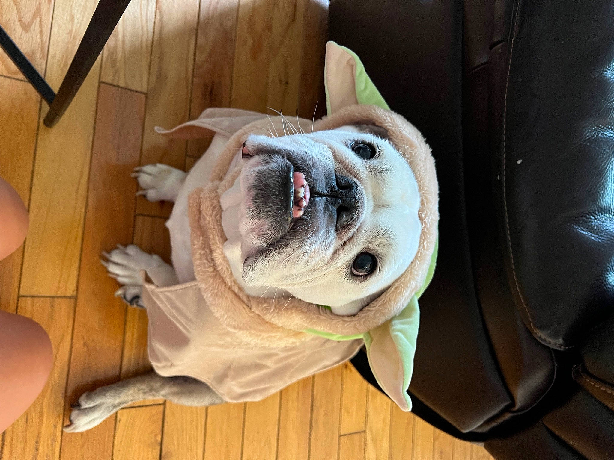 Sammie is registered to the contest to win money with this photo: canidae, carnivore, collar, comfort, companion_dog, dog, dog_breed, dog_collar, dog_supply, fawn, flooring, hardwood, pet_supply, snout, sporting_group, toy, whiskers, wood, working_animal, wrinkle