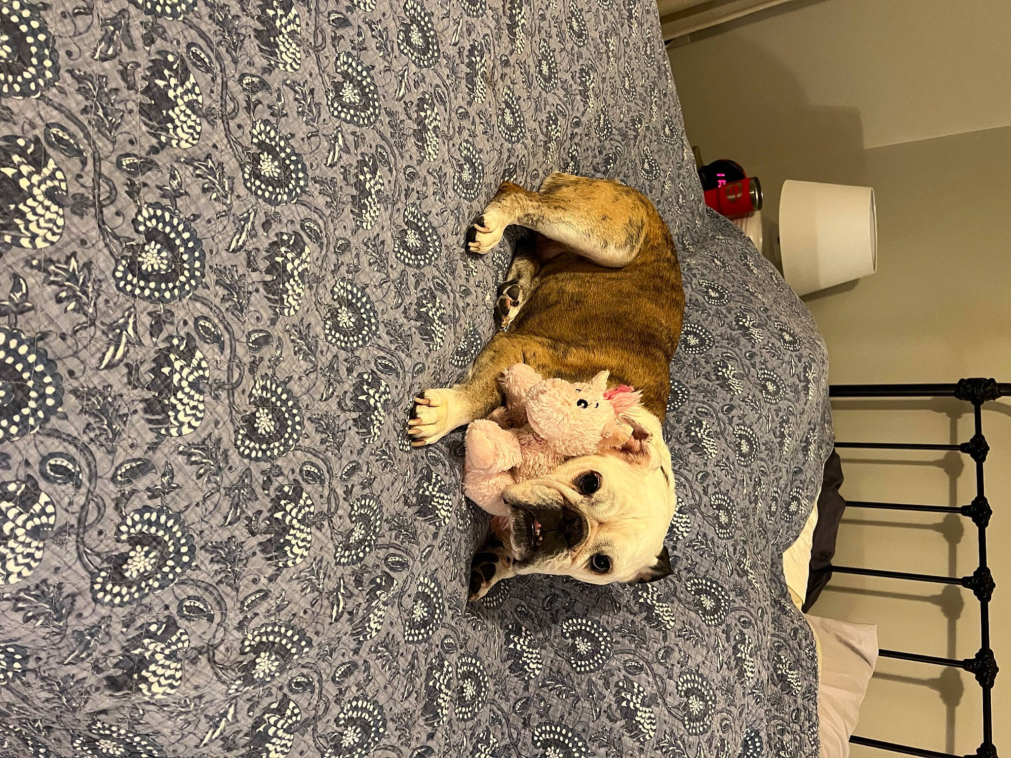 Sammie is registered to the contest to win money with this photo: art, canidae, carnivore, ceiling, companion_dog, dog, dog_breed, fawn, floor, flooring, metal, paw, pet_supply, room, sporting_group, stuffed_toy, tail, toy, wood, working_animal