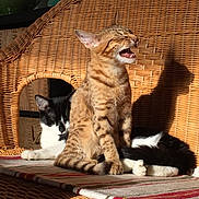 Robert a rejoint le concours — aidez-le/la à gagner de superbes lots ! cat, cats, wicker, couch, sunlight, shadow, striped_cat, black_and_white_cat, feline, pet, indoor, resting, yawning, meowing, cozy, blanket, home, animal, cute, relaxation