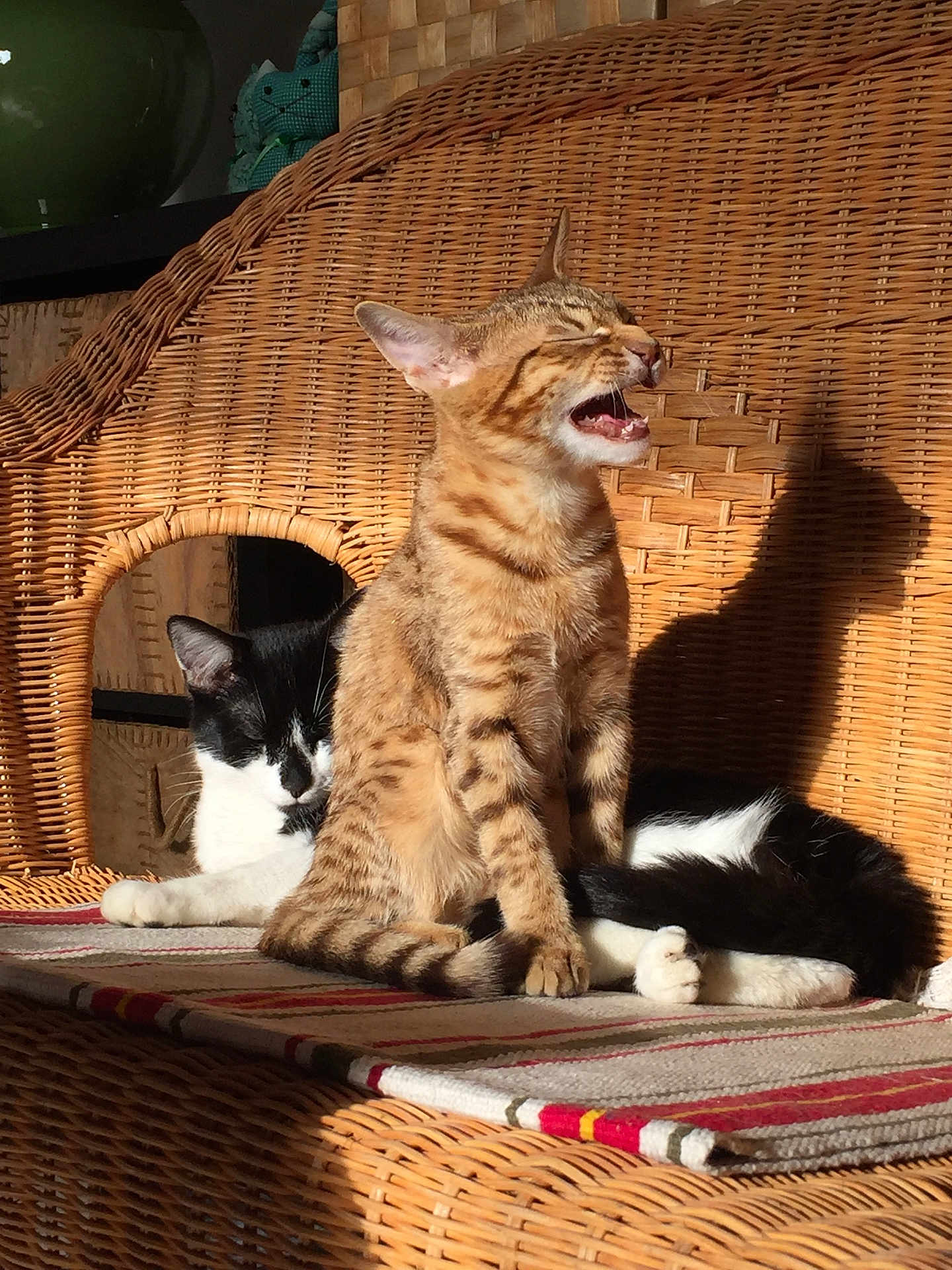 Robert a rejoint le concours — aidez-le/la à gagner de superbes lots ! cat, cats, wicker, couch, sunlight, shadow, striped_cat, black_and_white_cat, feline, pet, indoor, resting, yawning, meowing, cozy, blanket, home, animal, cute, relaxation