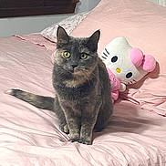 Diana is registered to the contest to win money with this photo: cat, gray_cat, bed, pink_bedspread, pillow, hello_kitty, plush_toy, indoor, pet, feline, cute, cozy, fur, animal, sitting, looking_at_camera, whiskers, ears, tail, domestic_animal