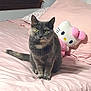 cat, gray_cat, bed, pink_bedspread, pillow, hello_kitty, plush_toy, indoor, pet, feline, cute, cozy, fur, animal, sitting, looking_at_camera, whiskers, ears, tail, domestic_animal