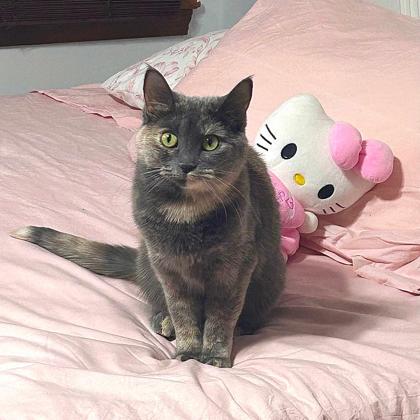 Diana is registered to the contest to win money with this photo: animal, bed, cat, cozy, cute, domestic_animal, ears, feline, fur, gray_cat, hello_kitty, indoor, looking_at_camera, pet, pillow, pink_bedspread, plush_toy, sitting, tail, whiskers