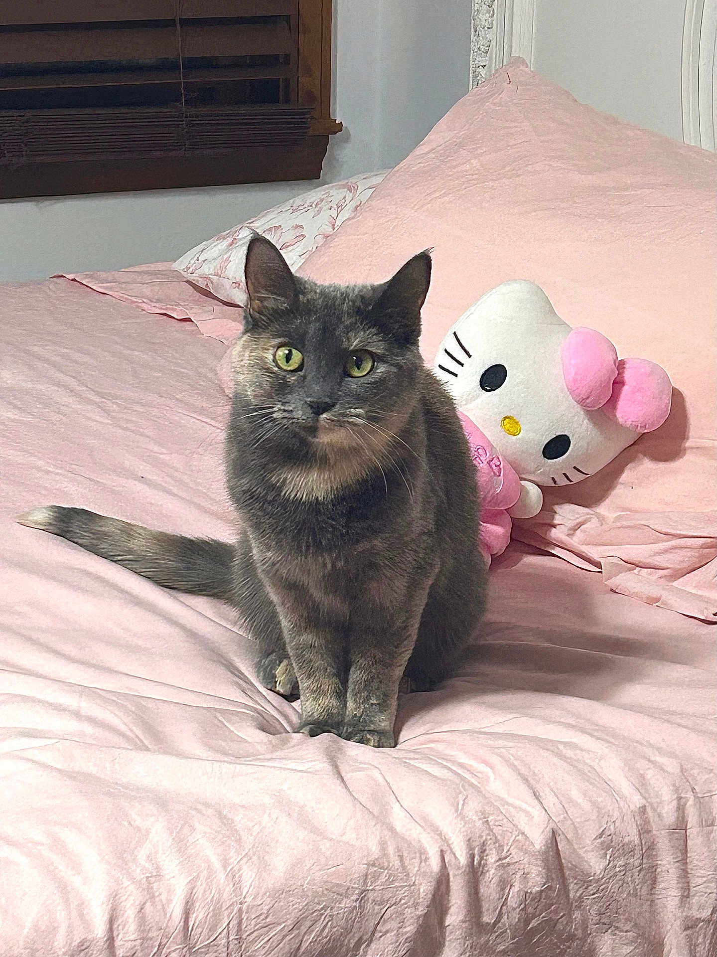 Diana is registered to the contest to win money with this photo: cat, gray_cat, bed, pink_bedspread, pillow, hello_kitty, plush_toy, indoor, pet, feline, cute, cozy, fur, animal, sitting, looking_at_camera, whiskers, ears, tail, domestic_animal