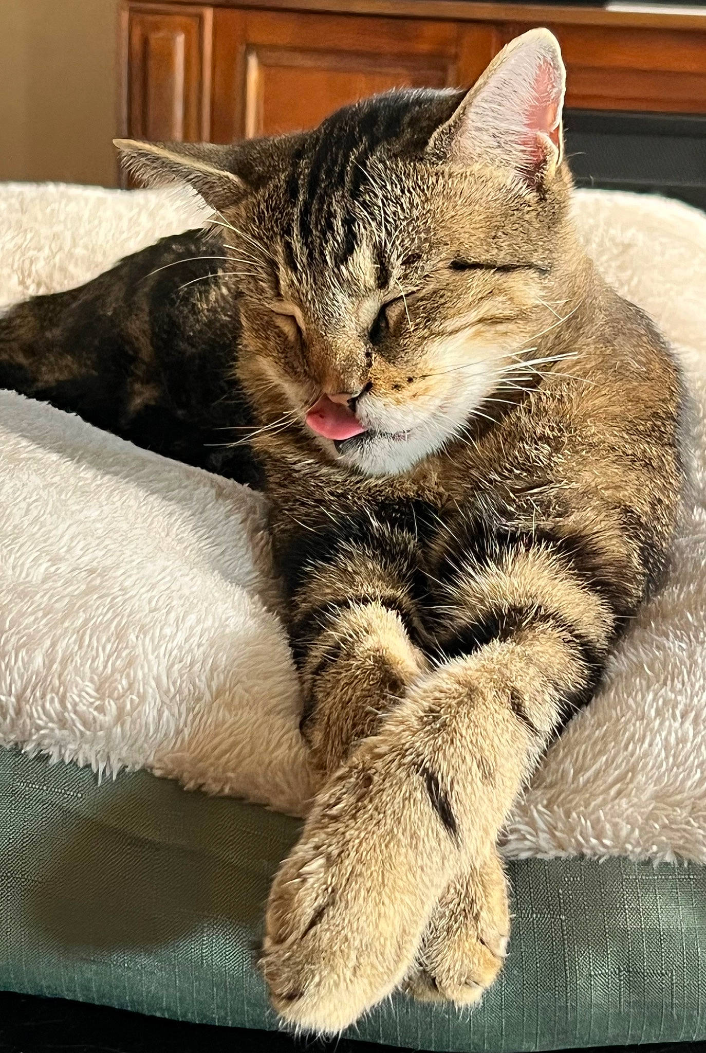 Kyle joined the competition — help win amazing prizes! carnivore, cat, claw, comfort, domestic_short_haired_cat, felidae, foot, fur, nap, paw, sleep, small_to_medium_sized_cats, snout, tail, terrestrial_animal, whiskers