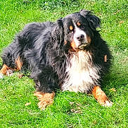 Scott a rejoint le concours — aidez-le/la à gagner de superbes lots ! dog, bernese_mountain_dog, grass, outdoor, pet, animal, canine, fur, black_fur, white_fur, brown_fur, laying_down, nature, summer, sunlight, leaf, mammal, companion, friendly, portrait