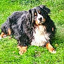 dog, bernese_mountain_dog, grass, outdoor, pet, animal, canine, fur, black_fur, white_fur, brown_fur, laying_down, nature, summer, sunlight, leaf, mammal, companion, friendly, portrait