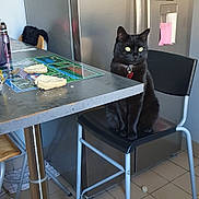 Neptune a rejoint le concours — aidez-le/la à gagner de superbes lots ! black_cat, bread, cat, chair, collar, curious, domestic, furniture, household, indoor, kitchen, metal_legs, notes, pet, photos, refrigerator, sitting, table, tile_floor, window_light
