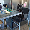 black_cat, bread, cat, chair, collar, curious, domestic, furniture, household, indoor, kitchen, metal_legs, notes, pet, photos, refrigerator, sitting, table, tile_floor, window_light