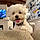 Sadie