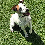 Gypsie a rejoint le concours — aidez-le/la à gagner de superbes lots ! dog, jack_russell_terrier, grass, outdoor, pet, animal, happy, sunny, canine, playful, tongue_out, ears_up, sitting, shadow, daylight, nature, cute, friendly, fur, collar