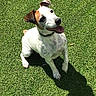 dog, jack_russell_terrier, grass, outdoor, pet, animal, happy, sunny, canine, playful, tongue_out, ears_up, sitting, shadow, daylight, nature, cute, friendly, fur, collar