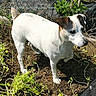 dog, white_dog, small_dog, garden, plants, soil, outdoor, pet, animal, brown_markings, alert, standing, nature, daylight, curious, canine, fur, snout, ears, paw