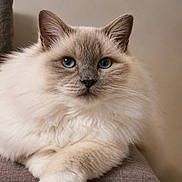 Oups participe au concours pour gagner de l'argent avec cette photo : cat, fluffy, blue_eyes, feline, pet, indoor, couch, resting, close_up, portrait, animal, domestic_cat, soft_fur, relaxed, whiskers, cute, mammal, face, paws, home
