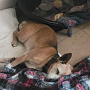 Fifi participe au concours pour gagner de l'argent avec cette photo : animal, bed, blanket, canine, collar, comfort, cozy, dog, floor, fur, home, indoor, nap, pet, plaid, quiet, relaxation, resting, sleeping, tile