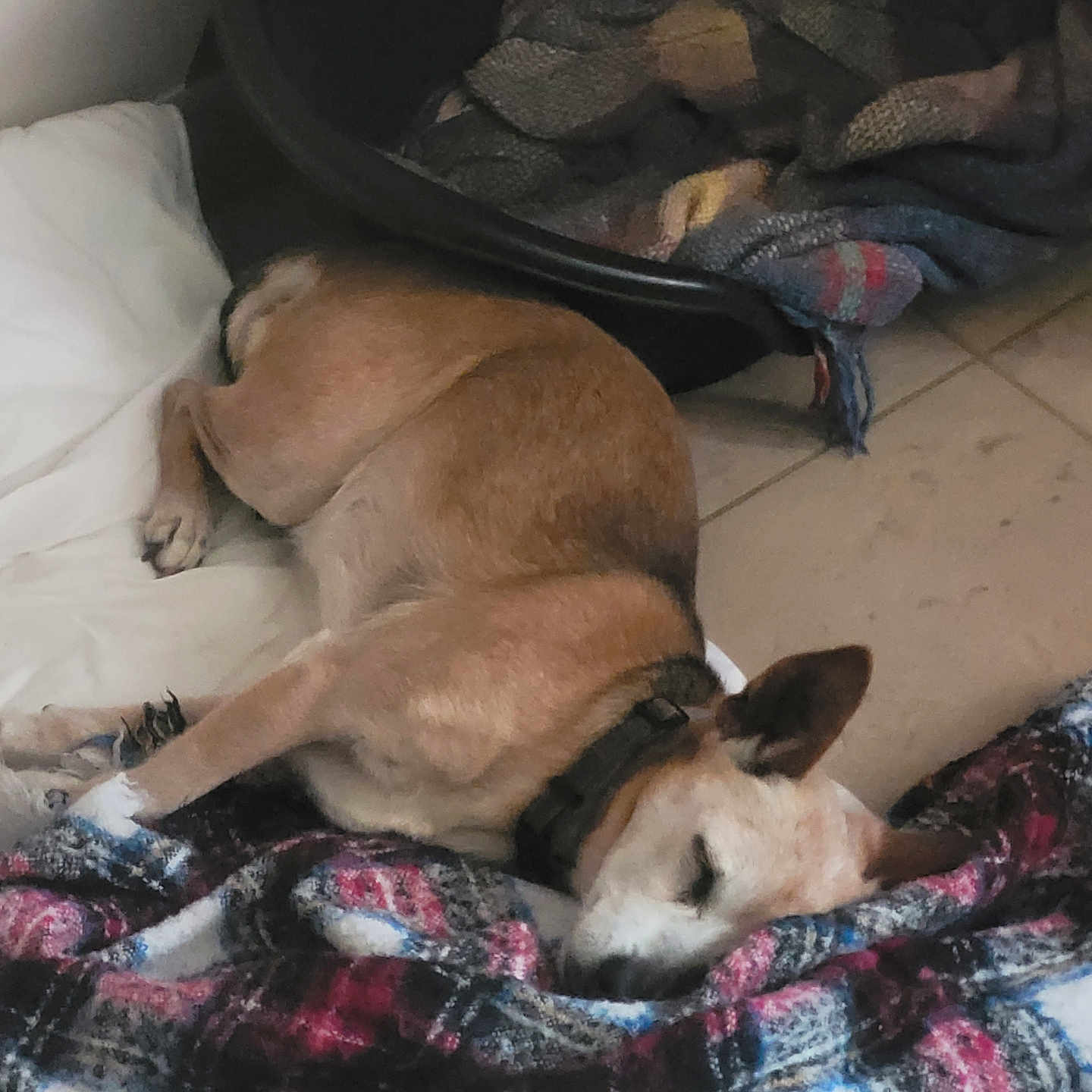 Fifi participe au concours pour gagner de l'argent avec cette photo : animal, bed, blanket, canine, collar, comfort, cozy, dog, floor, fur, home, indoor, nap, pet, plaid, quiet, relaxation, resting, sleeping, tile