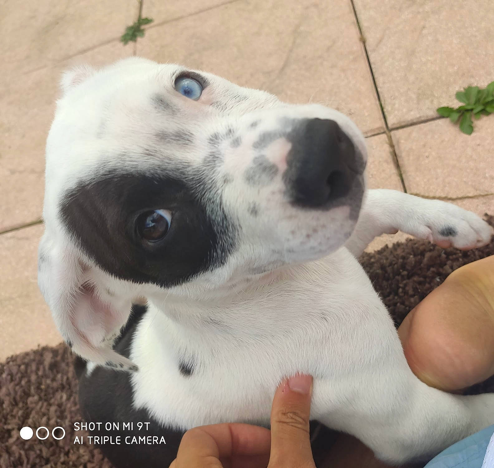 Rafiki a rejoint le concours — aidez-le/la à gagner de superbes lots ! canidae, carnivore, collar, companion_dog, dog, dog_breed, dog_collar, fawn, fur, gun_dog, nail, non_sporting_group, pet_supply, snout, sporting_group, terrestrial_animal, whiskers, working_animal