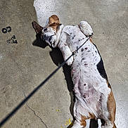 Feona joined the competition — help win amazing prizes! animal, black_spots, brown_spots, casual, concrete_floor, cracks, dog, ear_flopped, floor_markings, footwear, indoor, leash, lying_down, nails, paws, pet, playful, shadow, shoes, white_spots