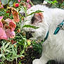 Sandy joined the competition — help win amazing prizes! animal, cat, closeup, curious, exploration, feline, flower, fluffy, garden, greenery, harness, harvest, leaves, nature, outdoor, pet, pink_flower, plants, walk, white_cat