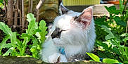 Sandy is registered to the contest to win money with this photo: animal, cat, closeup, domestic, ears, flora, fur, garden, greenery, mammal, nature, outdoor, peaceful, pet, plants, relaxing, resting, sleeping, sunlight, whiskers