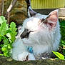 animal, cat, closeup, domestic, ears, flora, fur, garden, greenery, mammal, nature, outdoor, peaceful, pet, plants, relaxing, resting, sleeping, sunlight, whiskers