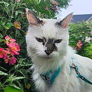 Sandy joined the competition — help win amazing prizes! animal, calm, cat, closeup, daylight, face, flowers, fur, garden, grass, greenery, harness, house, leash, nature, outdoor, pet, pink_flowers, suburban, white_cat