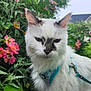 animal, calm, cat, closeup, daylight, face, flowers, fur, garden, grass, greenery, harness, house, leash, nature, outdoor, pet, pink_flowers, suburban, white_cat