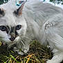 Sandy is registered to the contest to win money with this photo: animal, black_markings, blue_eyes, cat, close_range, close_up, curious, feline, fur, garden, grass, greenery, nature, outdoor, pet, plants, stalking, whiskers, white_cat, wildlife