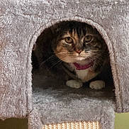 Pinkie joined the competition — help win amazing prizes! cat, tabby, pet, animal, feline, collar, indoor, cozy, cat_tree, fur, whiskers, paws, resting, cute, home, portrait, looking, face, cute_pet, fuzzy