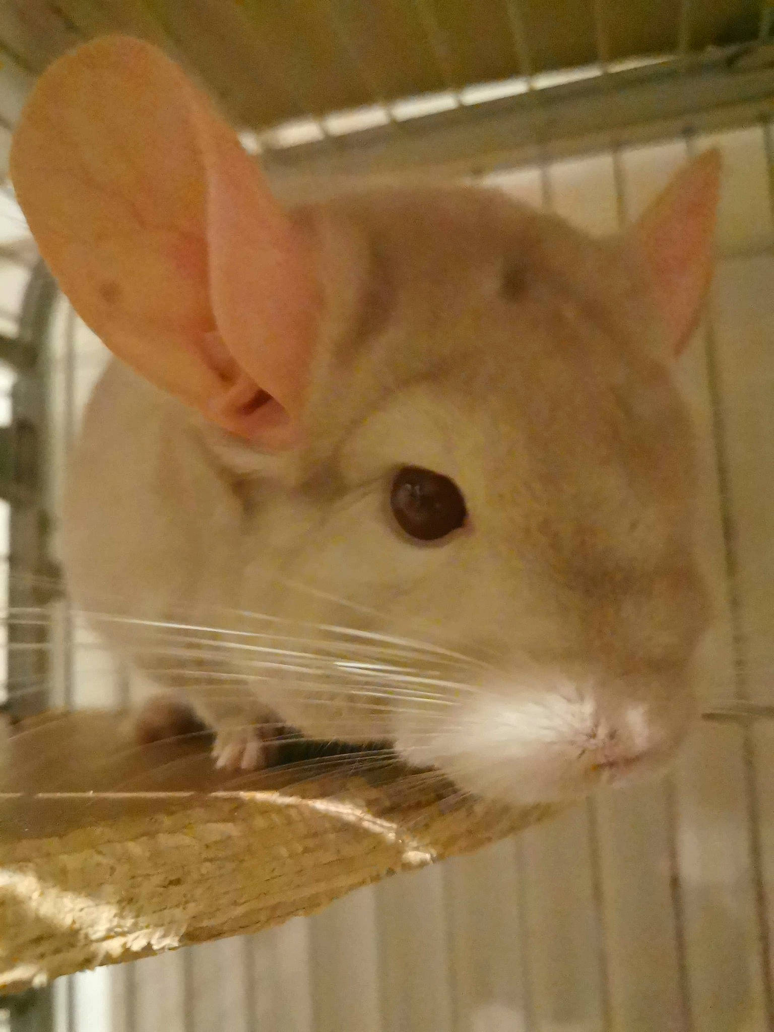 Cosette a rejoint le concours — aidez-le/la à gagner de superbes lots ! chinchilla, ear, fawn, gerbil, hamster, mammal, mouse, muridae, muroidea, rabbit, rabbits_and_hares, rat, rodent, snout, whiskers