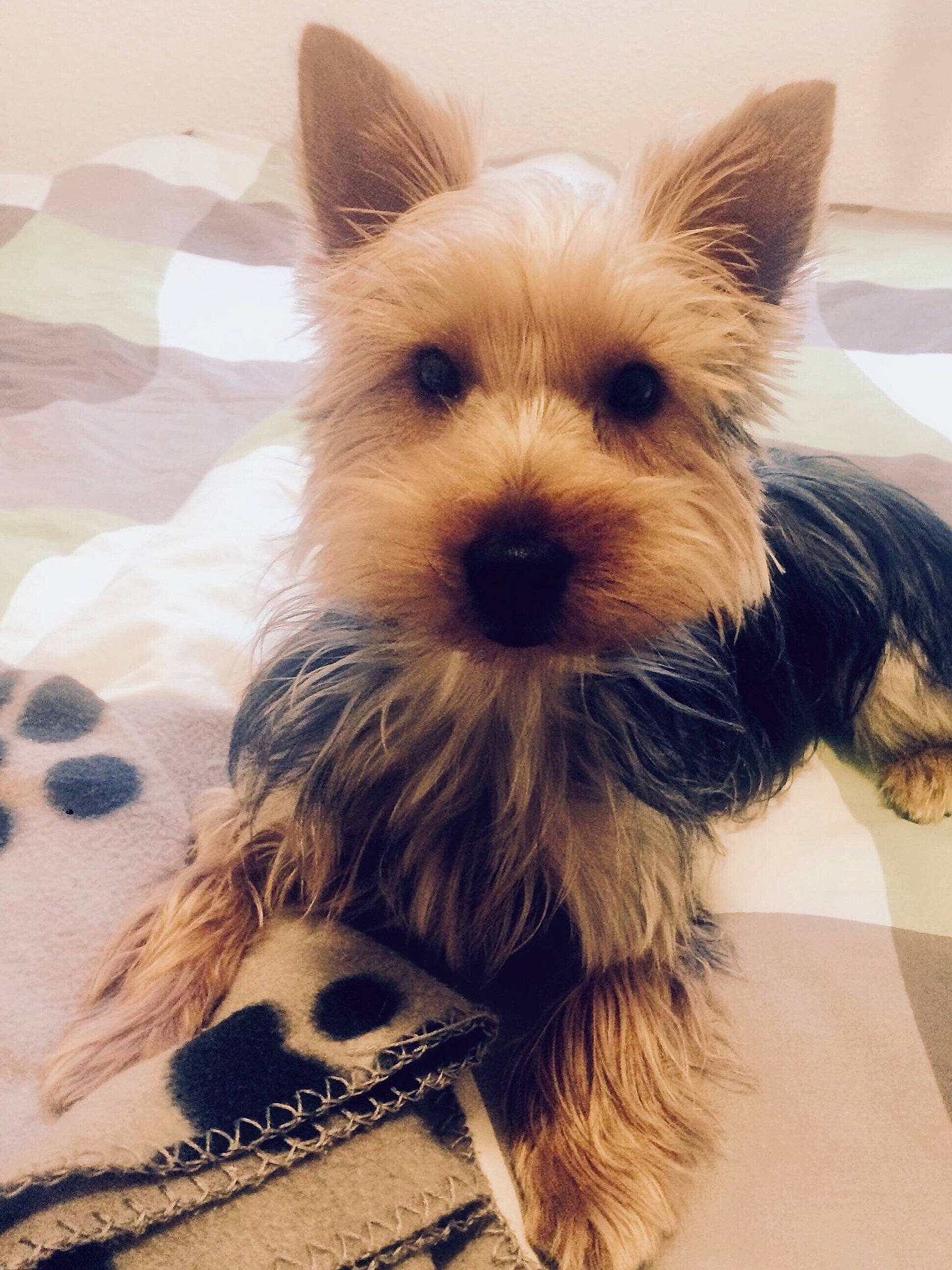 Lova a rejoint le concours — aidez-le/la à gagner de superbes lots ! australian_silky_terrier, australian_terrier, biewer_terrier, cairn_terrier, canidae, carnivore, companion_dog, dog, dog_breed, ear, mammal, norwich_terrier, person, puppy, rare_breed_dog, small_terrier, snout, terrier, toy_dog, vertebrate