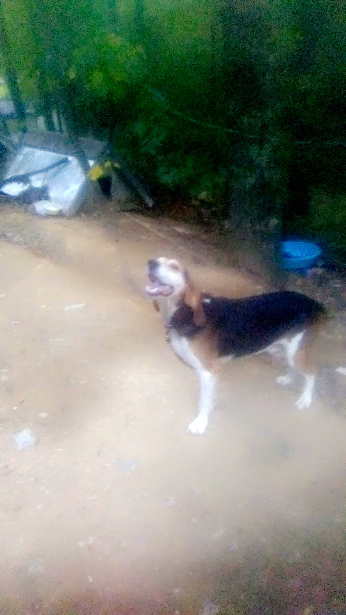 Bear joined the competition — help win amazing prizes! asphalt, canidae, carnivore, companion_dog, dog, dog_breed, felidae, grass, herding_dog, landscape, road, road_surface, shadow, small_to_medium_sized_cats, soil, sporting_group, tail, tree, whiskers, wildlife