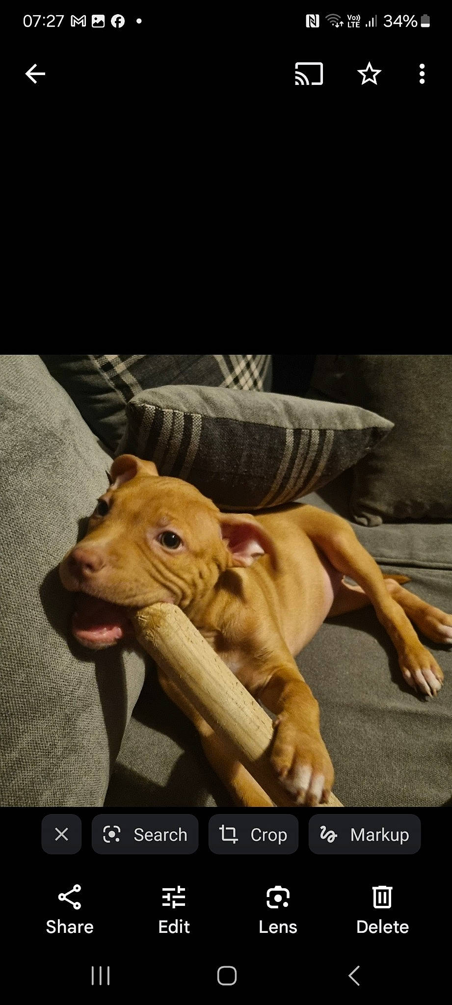 Khaleesi is registered to the contest to win money with this photo: ancient_dog_breeds, canidae, carnivore, companion_dog, dog, dog_breed, dog_supply, fawn, guard_dog, non_sporting_group, paw, photo_caption, sporting_group, street_dog, tail, terrestrial_animal, whiskers, wood, working_animal, working_dog