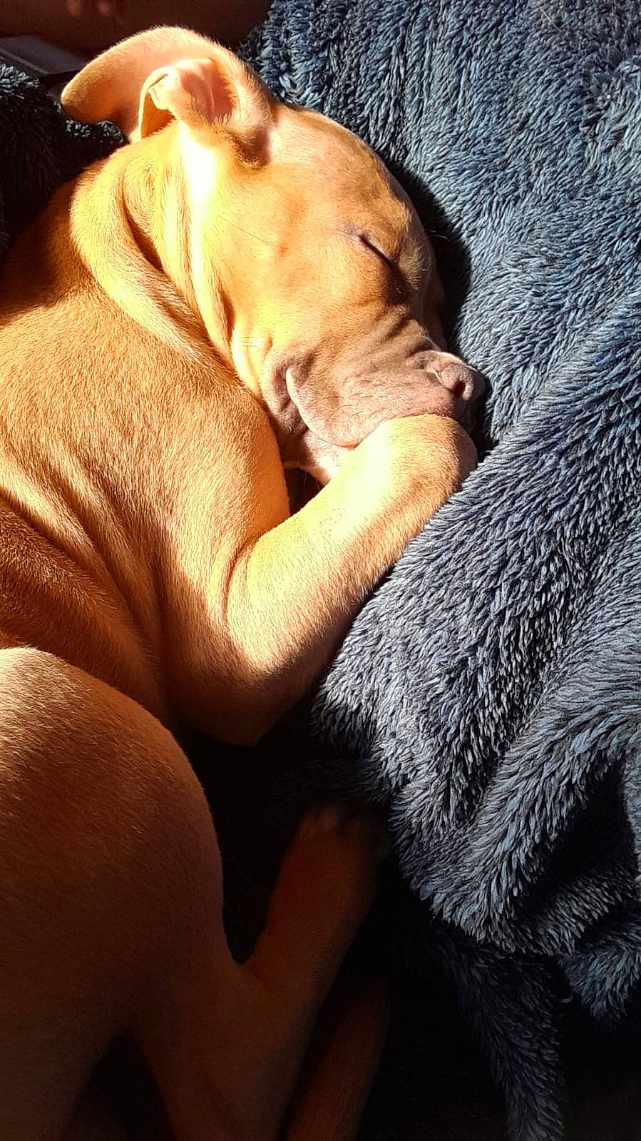 Khaleesi is registered to the contest to win money with this photo: abdomen, carnivore, comfort, companion_dog, dog, dog_breed, ear, elbow, fawn, foot, gesture, hand, human_leg, leg, linens, snout, sporting_group, thigh, trunk, wrist