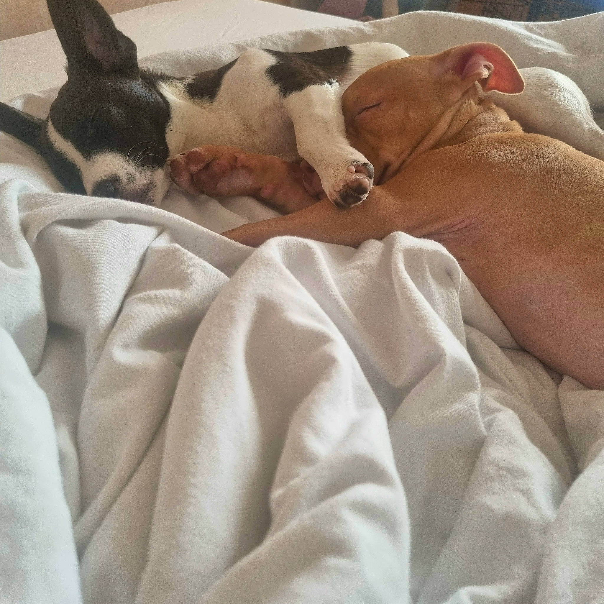 Khaleesi is registered to the contest to win money with this photo: bed_sheet, bedding, carnivore, comfort, companion_dog, dog, dog_breed, duvet, fawn, felidae, linens, mammal, paw, snout, sporting_group, toy_dog, vertebrate, whiskers, white, working_animal