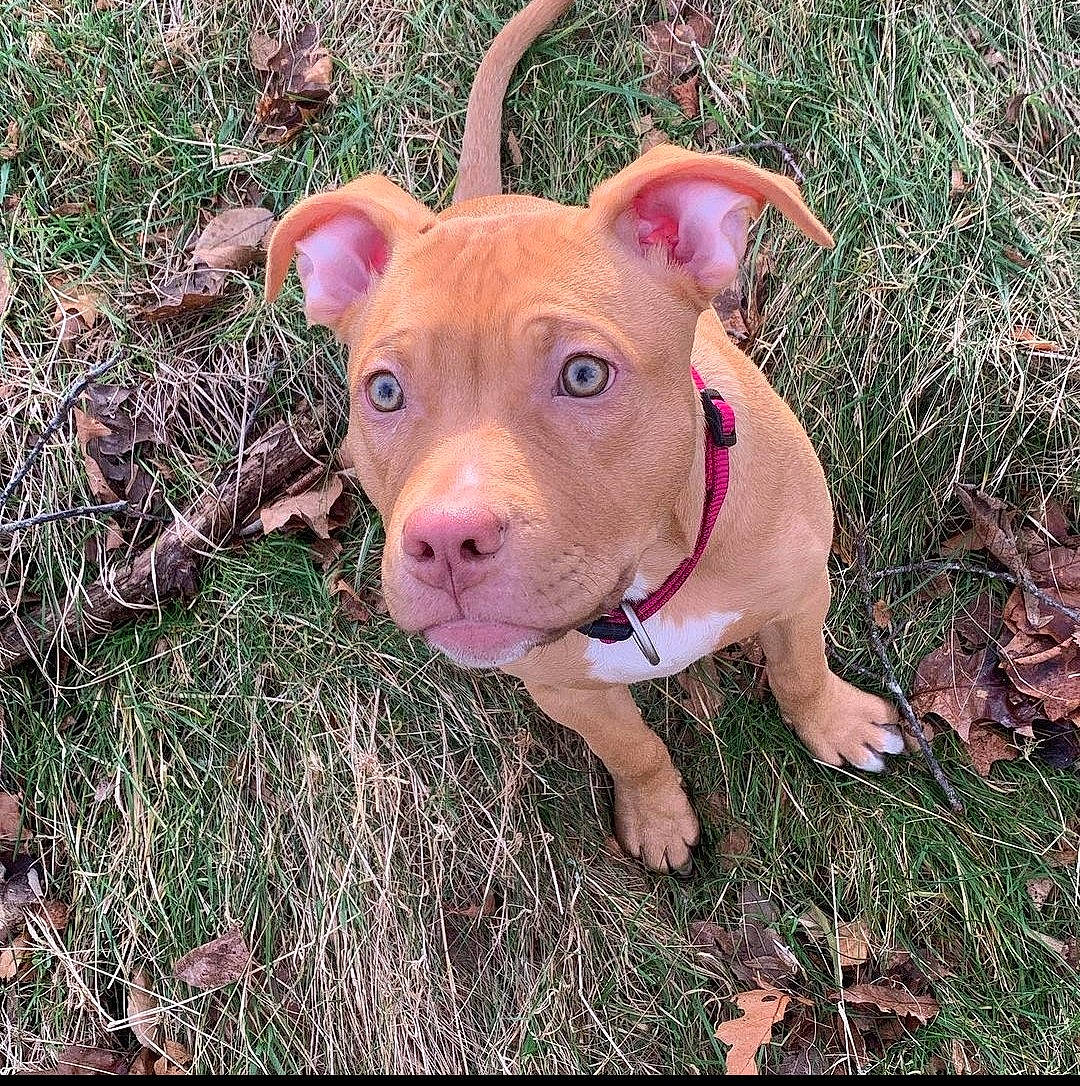 Khaleesi is registered to the contest to win money with this photo: canidae, carnivore, companion_dog, dog, dog_breed, domestic_pig, fawn, grass, grassland, hood, liver, livestock, plant, snout, soil, sporting_group, suidae, terrestrial_animal, toy, working_animal