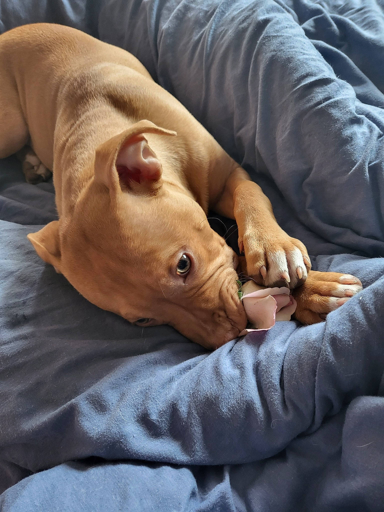 Khaleesi joined the competition — help win amazing prizes! canidae, carnivore, comfort, companion_dog, dog, dog_breed, ear, fawn, fur, gesture, hand, human_leg, scar, snout, sporting_group, whiskers, wood, working_animal, wrinkle, wrist