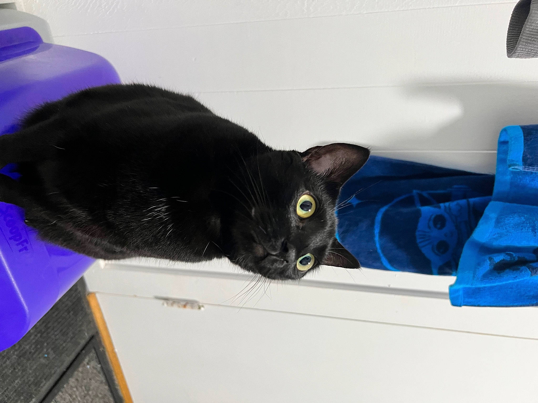 Quinn joined the competition — help win amazing prizes! black_cat, bombay, carnivore, cat, comfort, domestic_short_haired_cat, electric_blue, felidae, fur, paper_product, pet_supply, room, small_to_medium_sized_cats, tail, whiskers
