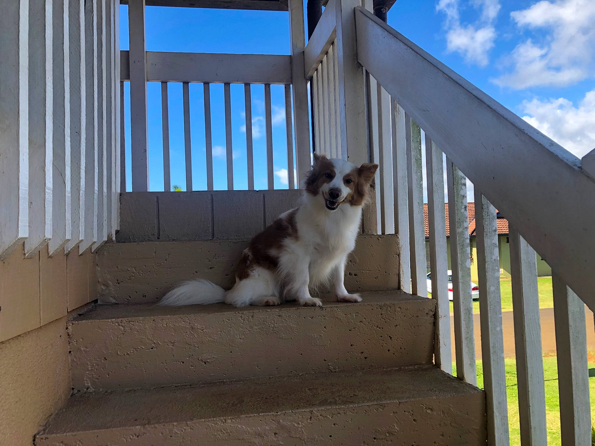 Diesel joined the competition — help win amazing prizes! baluster, carnivore, cat, cloud, companion_dog, domestic_short_haired_cat, felidae, fence, handrail, line, plant, roof, shade, sitting, sky, small_to_medium_sized_cats, tail, tree, whiskers, wood