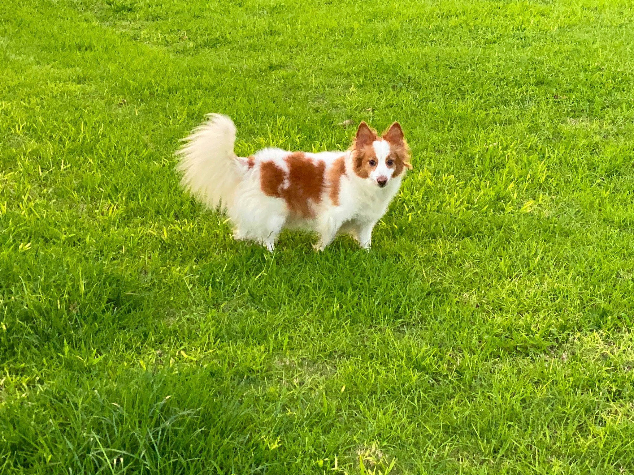 Diesel joined the competition — help win amazing prizes! canidae, carnivore, companion_dog, dog, dog_breed, fawn, grass, grassland, herding_dog, liver, natural_landscape, plant, snout, sporting_group, tail, terrestrial_animal, toy_dog, tree, whiskers, wildlife