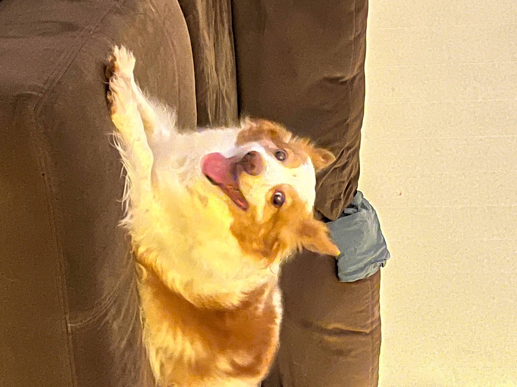 Diesel joined the competition — help win amazing prizes! canidae, carnivore, companion_dog, dog, dog_breed, ear, eyewear, fang, fawn, fur, german_spitz, indian_spitz, pomeranian, smile, snout, spitz, sporting_group, sunglasses, whiskers, working_animal