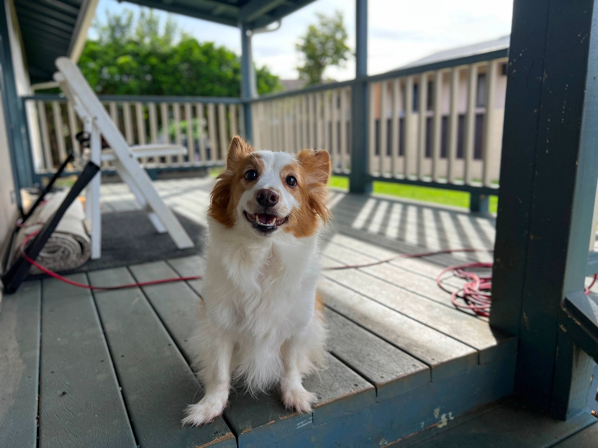 Diesel joined the competition — help win amazing prizes! carnivore, chair, collar, companion_dog, deck, dog, dog_breed, dog_supply, fawn, fence, flooring, fur, hardwood, plant, porch, sky, toy_dog, tree, whiskers, wood