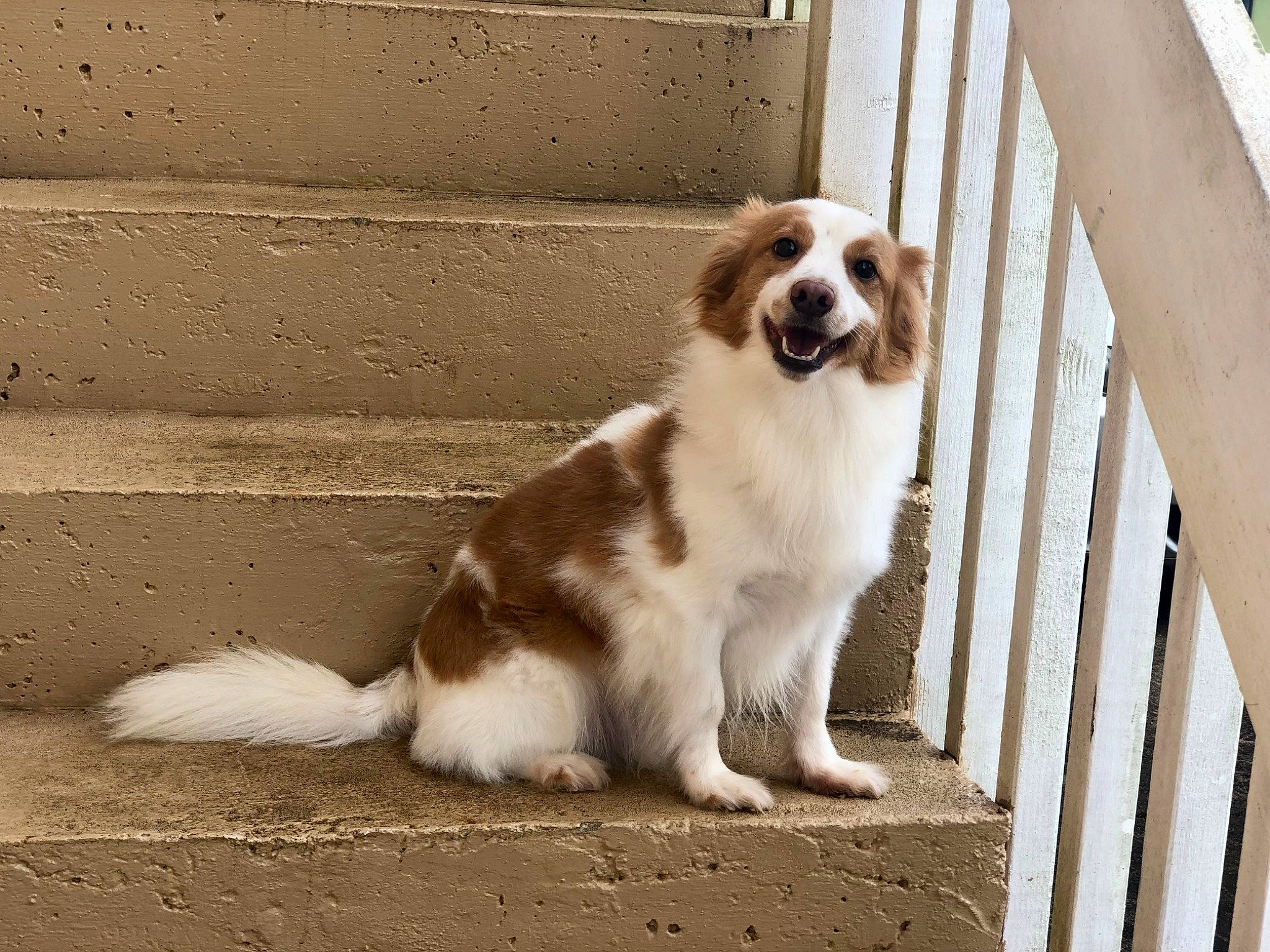 Diesel is registered to the contest to win money with this photo: bored, canidae, carnivore, companion_dog, dog, dog_breed, fawn, fur, gun_dog, king_charles_spaniel, liver, puppy, snout, spaniel, sporting_group, terrestrial_animal, toy_dog, whiskers, wood, working_animal