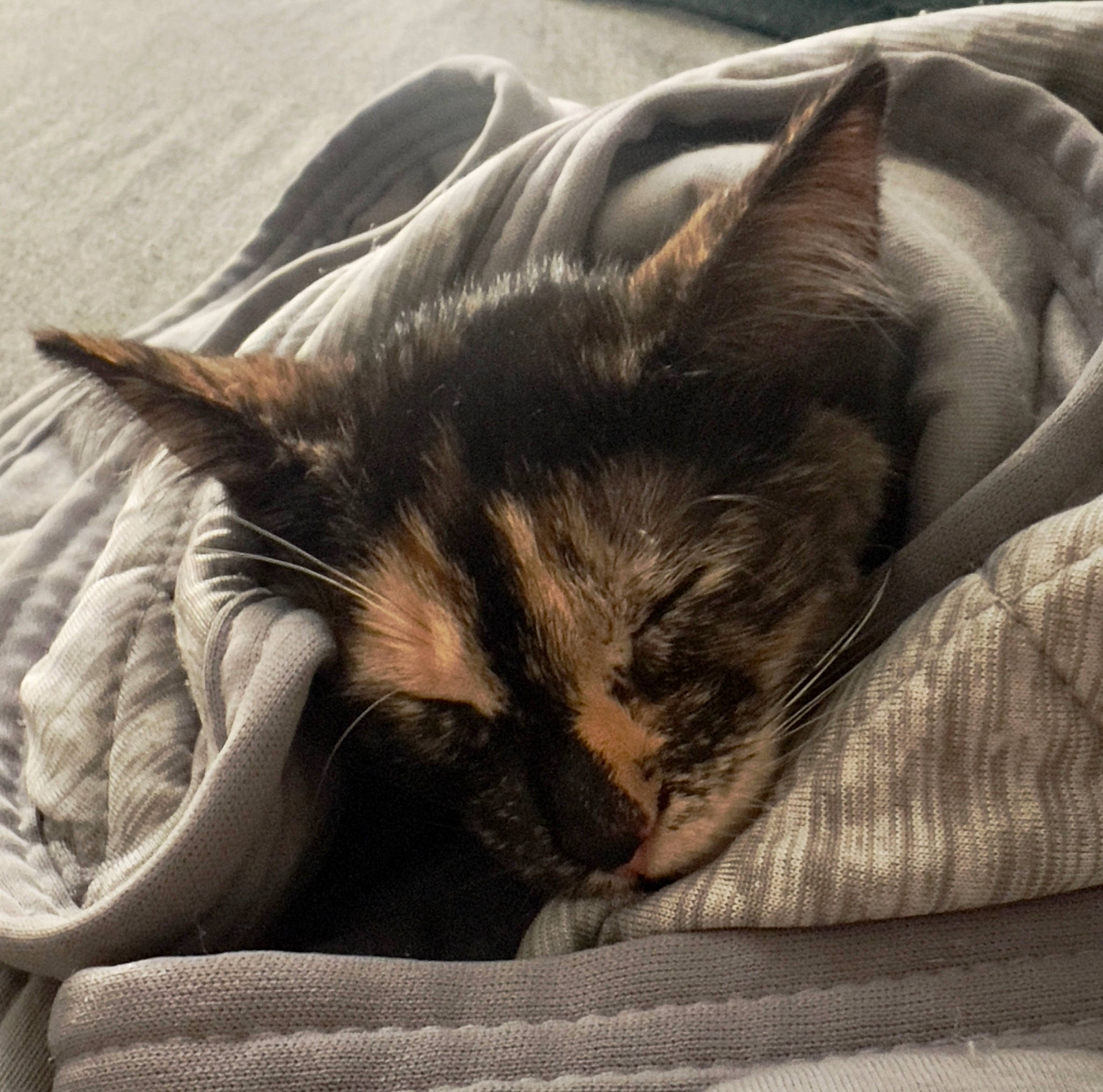 Chachamaru is registered to the contest to win money with this photo: carnivore, cat, comfort, domestic_short_haired_cat, felidae, fur, linens, nap, paw, small_to_medium_sized_cats, whiskers