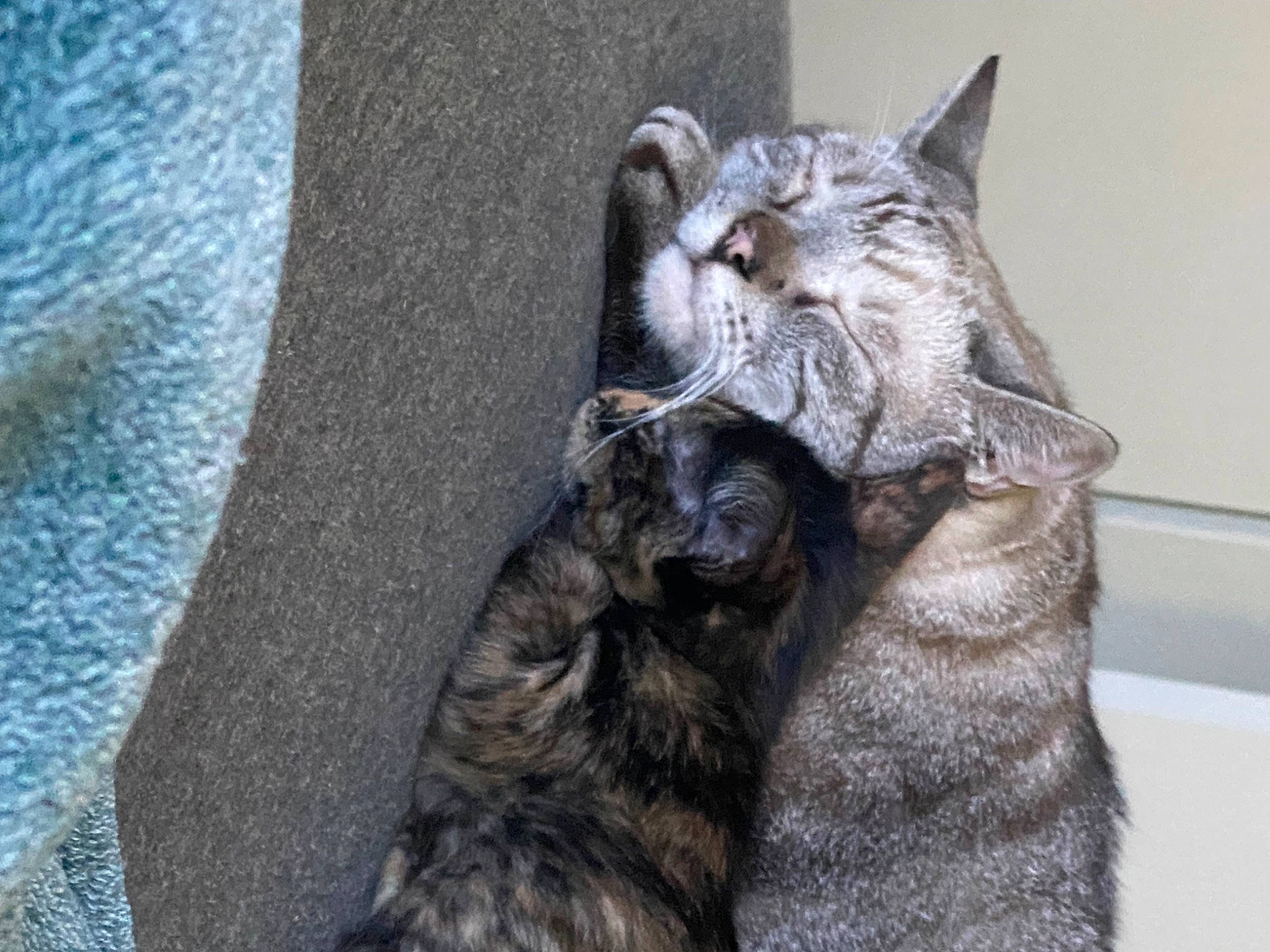 Chachamaru joined the competition — help win amazing prizes! carnivore, cat, claw, domestic_short_haired_cat, electric_blue, felidae, fur, grey, paw, small_to_medium_sized_cats, snout, tail, terrestrial_animal, whiskers