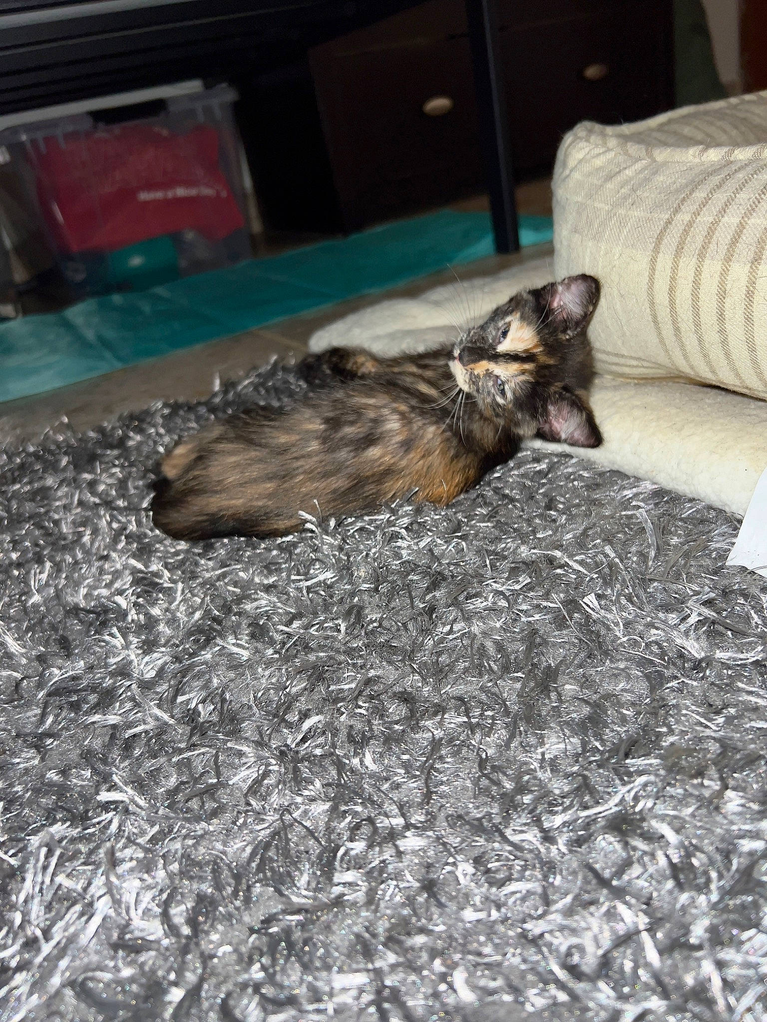 Chachamaru joined the competition — help win amazing prizes! carnivore, cat, claw, comfort, dog_breed, domestic_short_haired_cat, felidae, flooring, fur, grey, hardwood, linens, pillow, small_to_medium_sized_cats, soil, studio_couch, tail, terrestrial_animal, whiskers, wood