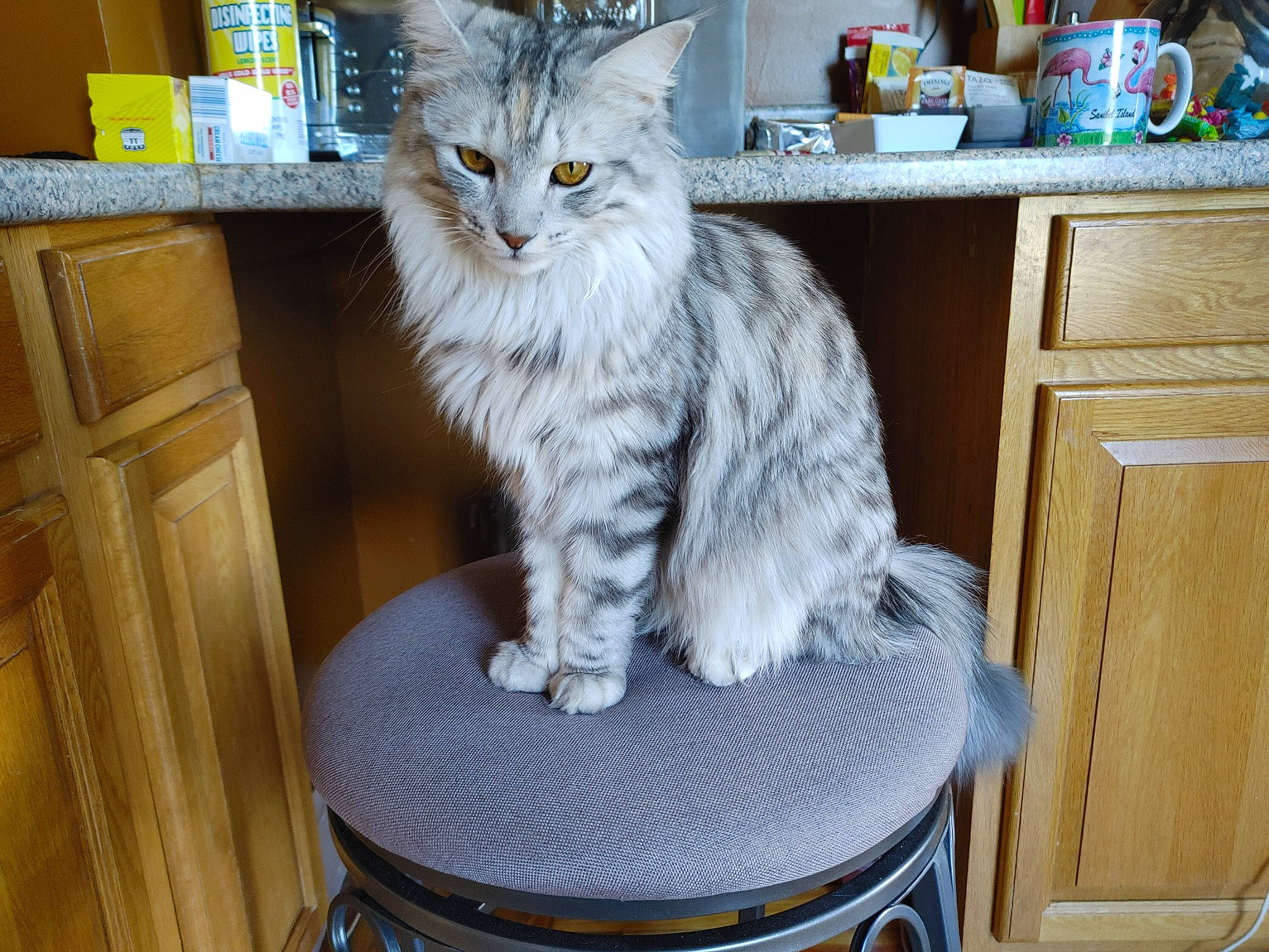 Princess Fluffles is registered to the contest to win money with this photo: american_curl, asian, asian_semi_longhair, british_longhair, british_semi_longhair, carnivore, cat, domestic_long_haired_cat, domestic_short_haired_cat, european_shorthair, felidae, maine_coon, mammal, norwegian_forest_cat, ragamuffin, siberian, small_to_medium_sized_cats, turkish_angora, vertebrate, whiskers