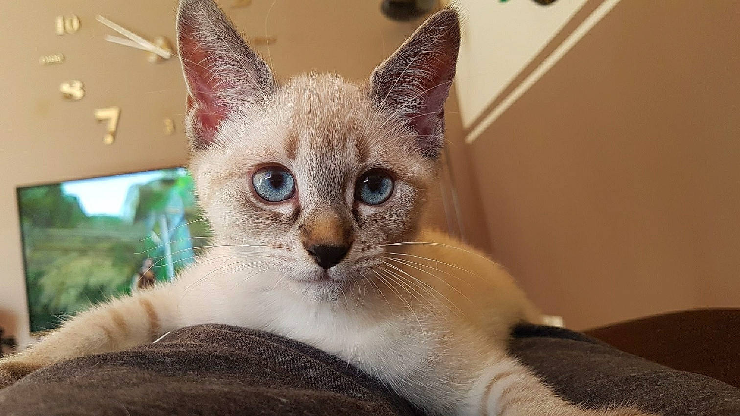 Moogly participe au concours pour gagner de l'argent avec cette photo : arabian_mau, asian, burmilla, carnivore, cat, colorpoint_shorthair, eye, fawn, felidae, javanese, kitten, mammal, ojos_azules, singapura, small_to_medium_sized_cats, snout, thai, tonkinese, vertebrate, whiskers