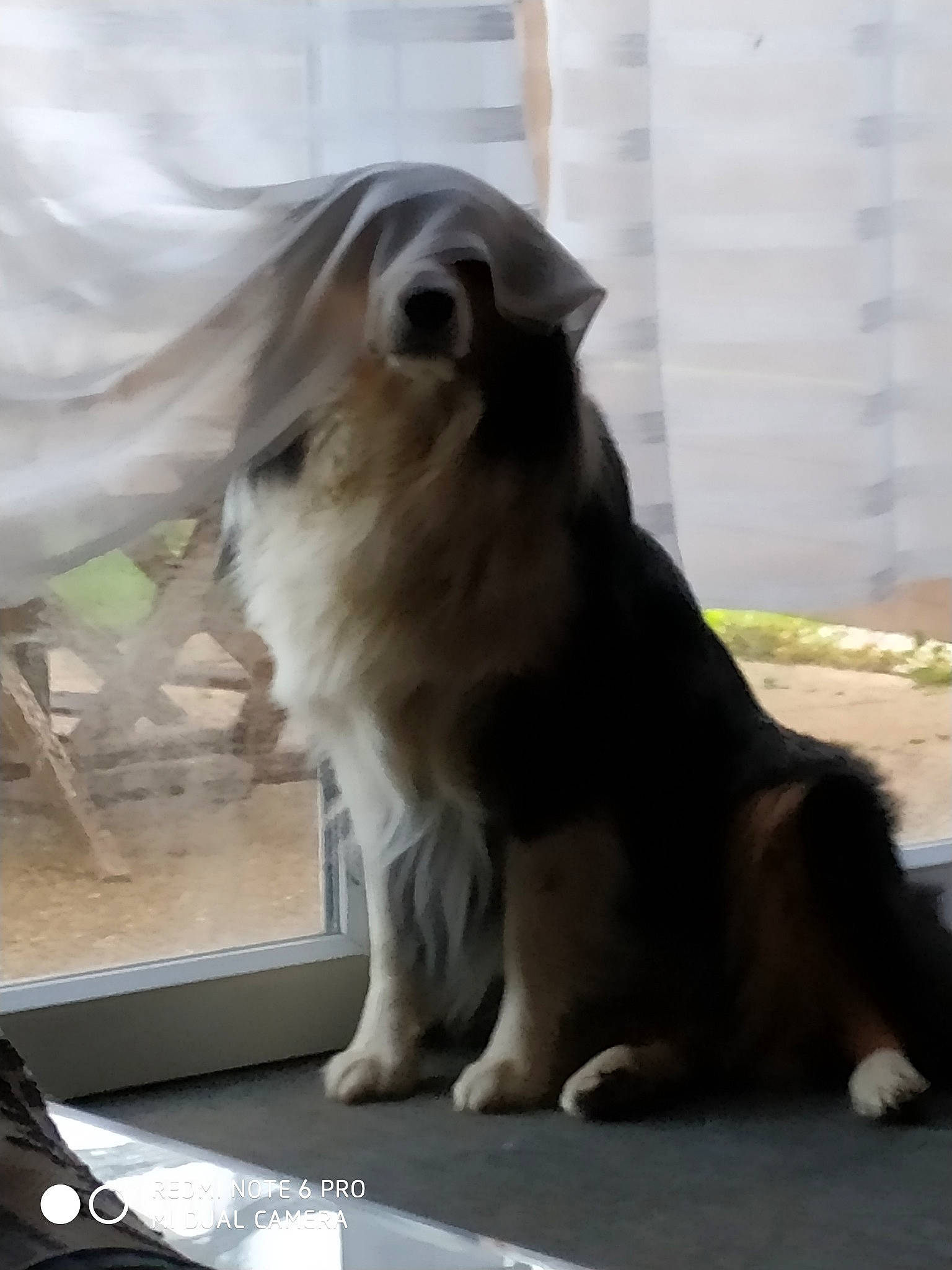 Magic participe au concours pour gagner de l'argent avec cette photo : australian_shepherd, border_collie, canidae, carnivore, companion_dog, dog, dog_breed, fawn, mammal, sporting_group, vertebrate