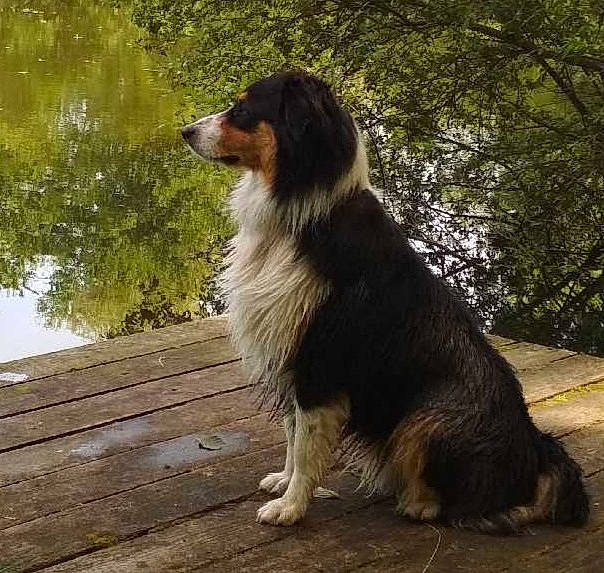 Magic participe au concours pour gagner de l'argent avec cette photo : australian_collie, australian_shepherd, border_collie, canidae, carnivore, companion_dog, dog, dog_breed, english_shepherd, herding_dog, mammal, miniature_australian_shepherd, rare_breed_dog, sporting_group, tornjak, vertebrate, working_dog